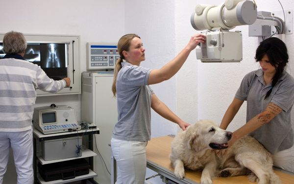 Veterinarians position a dog on an examination table for an Xray