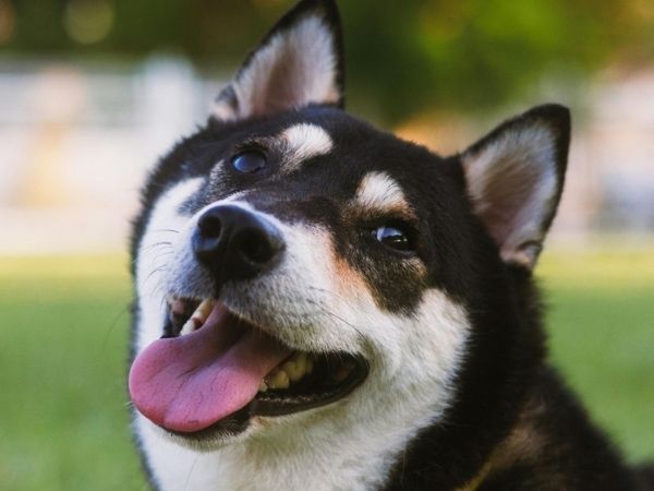 A black and tan Shiba Inu dog with its tongue out rests on green grass