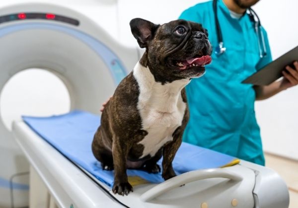 A French bulldog sits on a blue mat next to a CT scanner