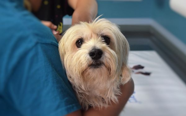 A small, light colored dog with shaggy fur is held by doctor