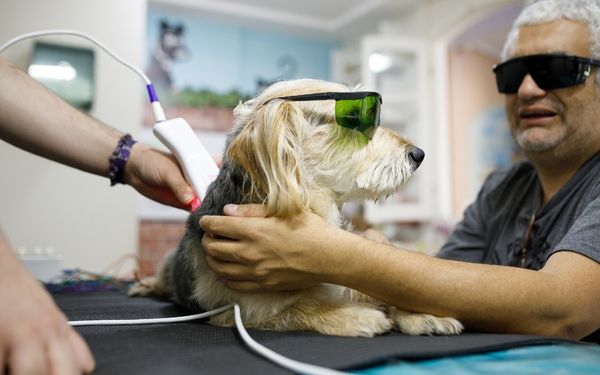 A dog wearing protective goggles receives laser therapy