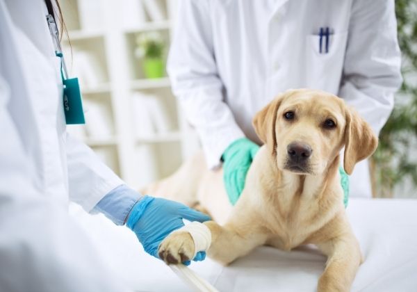 A yellow Labrador Retriever dog lies on a table while a veterinarian wraps its paw with a bandage