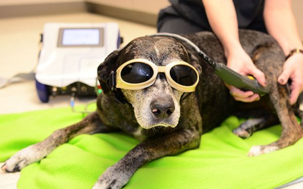 A dog wearing protective goggles lies on a bright green blanket while a person uses a laser therapy device on its hindquarters