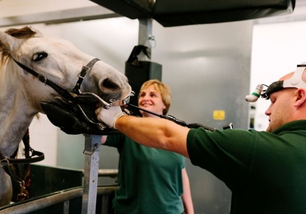 A veterinarian examines a white horse's mouth while a colleague looks on