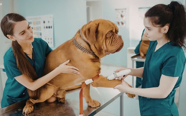 Two veterinarians in teal scrubs examine a large brown dog
