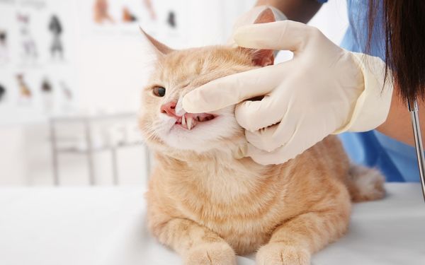 A gloved hand gently pulls open the mouth of an orange cat to examine its teeth.