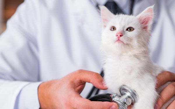 A veterinarian in a white coat uses a stethoscope to examine a white kitten.
