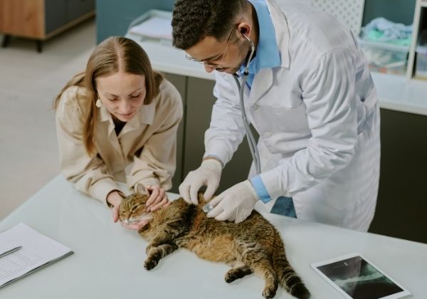 A veterinarian in a white coat and gloves examines a tabby cat