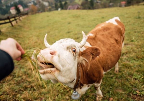 A person's hand is feeding grass to a brown and white cow with a bell around its neck.