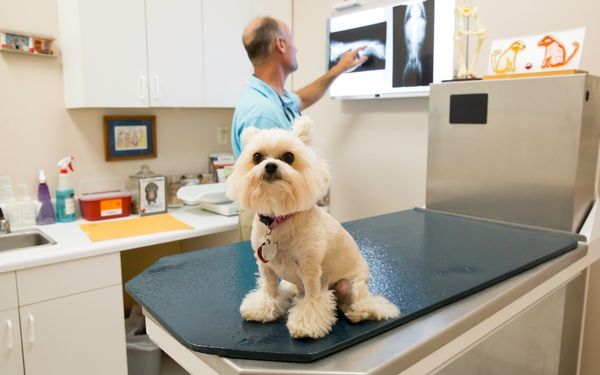 A fluffy light colored dog sits on an examination table