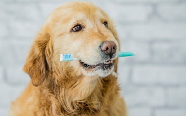 A golden retriever dog holds a blue and white toothbrush