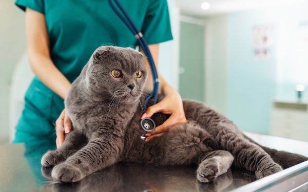 A veterinarian in green scrubs uses a stethoscope to examine a gray Scottish Fold cat 