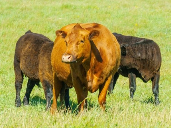 Two brown cows and one dark brown cow stand in a grassy field.