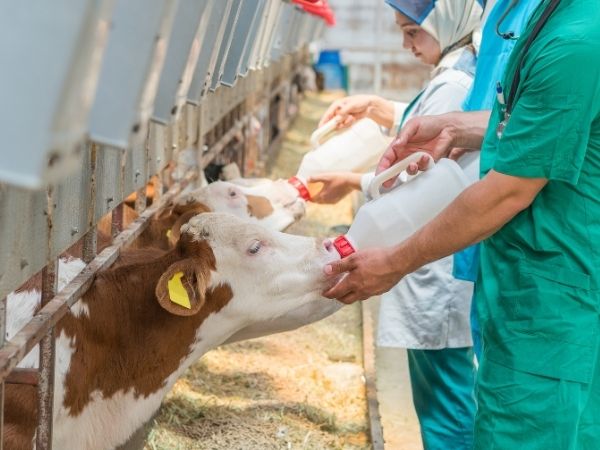 A person in green scrubs and another in white attire are feeding calves milk from bottles in a farm enclosure.