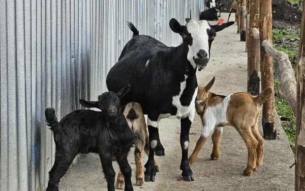 A black and white goat stands with three young goats