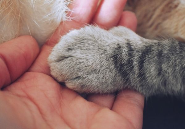 A close up shot of a person's hand gently holding a cat's paw