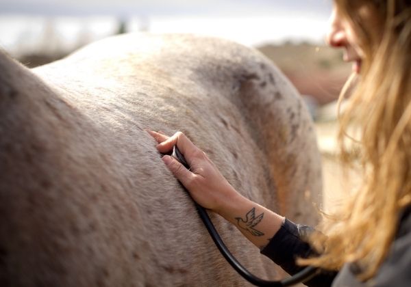 A person uses a stethoscope to listen to a horse's side