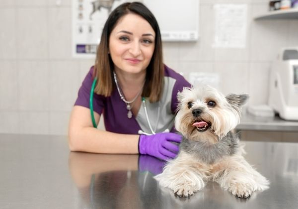 A veterinarian wearing a purple uniform and stethoscope smiles while a small dog lies on an examination table.