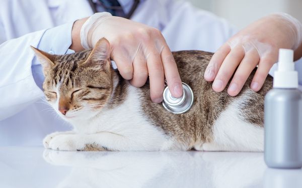 A veterinarian wearing gloves listens to a cat's chest with a stethoscope.