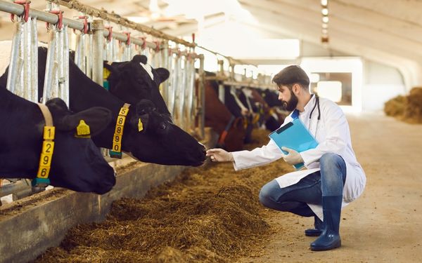 A veterinarian in a white coat and stethoscope crouches down to examine a black cow in a barn