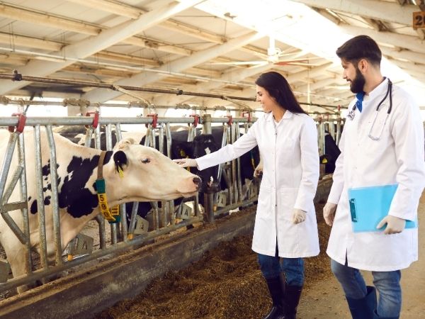 Two veterinarians in white coats examine a cow in a barn