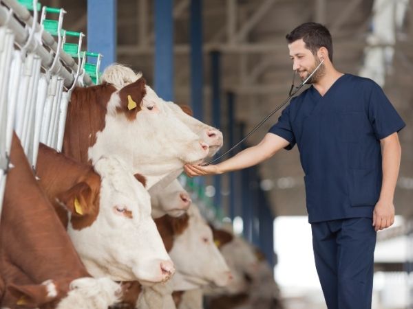 A veterinarian in navy scrubs uses a stethoscope to examine cows in a well lit barn