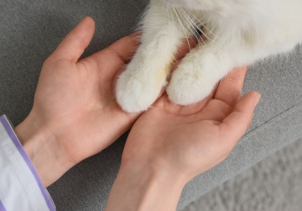 A person's hands gently hold a white cat's paws.