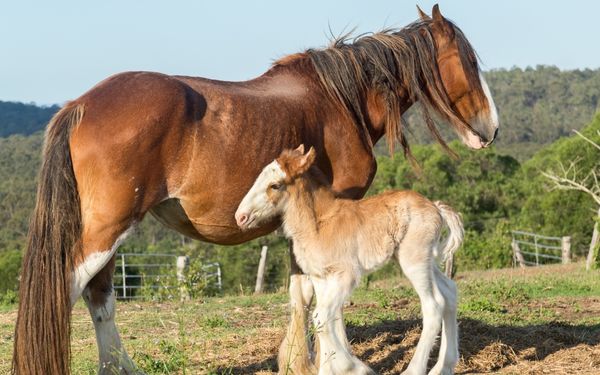 A brown horse stands next to a light brown foal in a grassy field