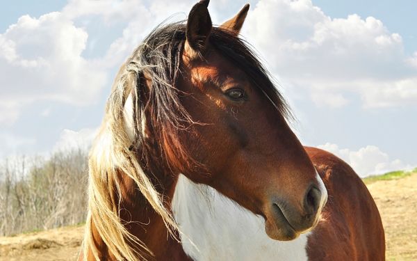 A brown and white horse with a dark mane stands in a field