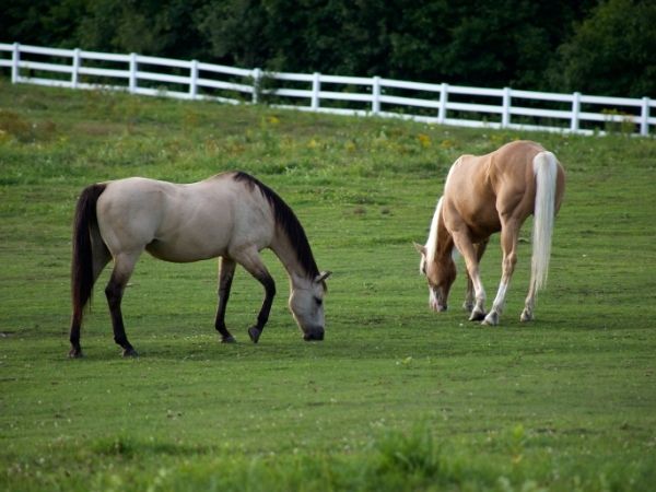 Two horses grazing in a grassy field
