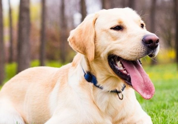 A light colored Labrador Retriever lies on green grass