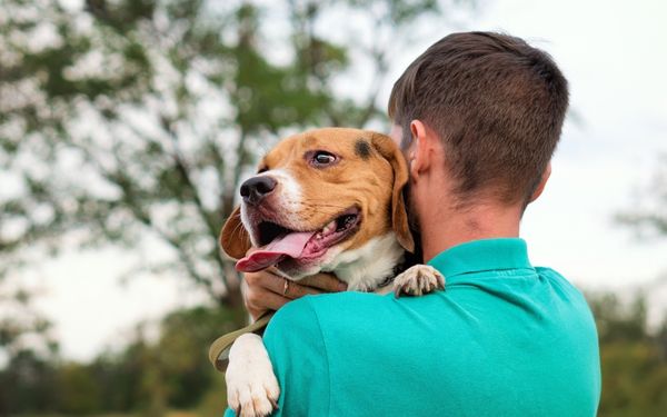 Man in a teal shirt hugs a joyful Beagle