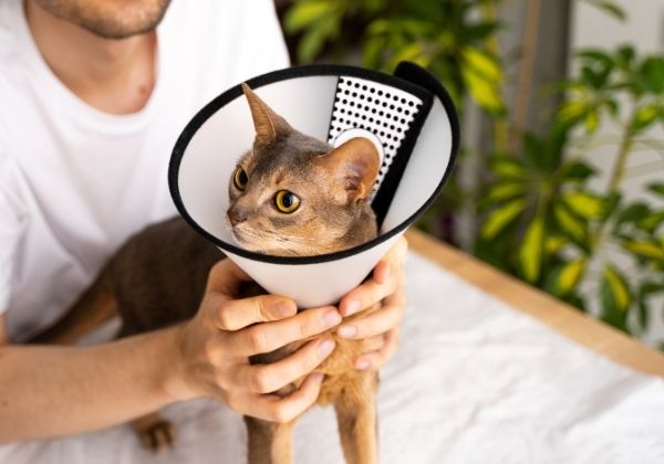 A person holds a cat wearing a white Elizabethan collar with black trim