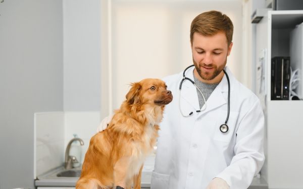 A veterinarian in a white coat with a stethoscope examines a medium sized brown dog
