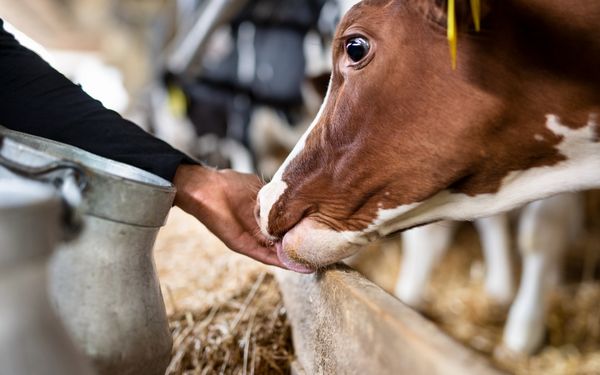 A person is feeding a cow by hand in a barn