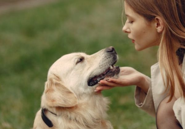 A person gently touching a dog's face with their hand