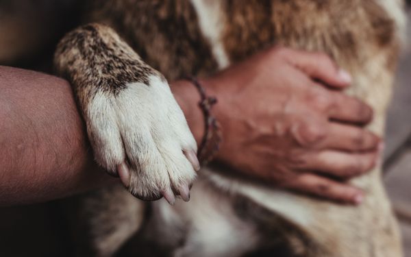 A person's hand gently rests on a dog's fur, with the dog's paw resting on the person's arm