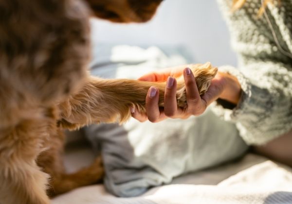A person holds a dog's paw