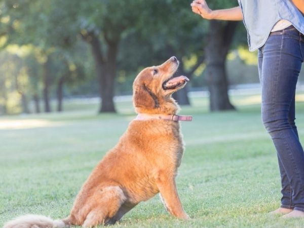A golden retriever dog sits on a grassy lawn