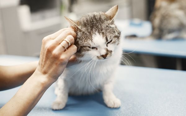 A contented cat with grey and white fur enjoys being gently scratched on the head by a person