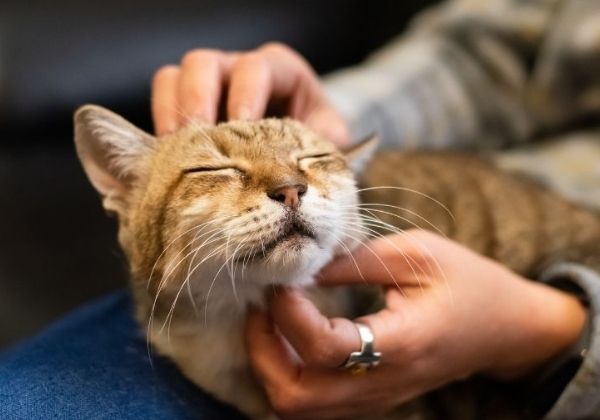 A person gently petting a tabby cat on lap