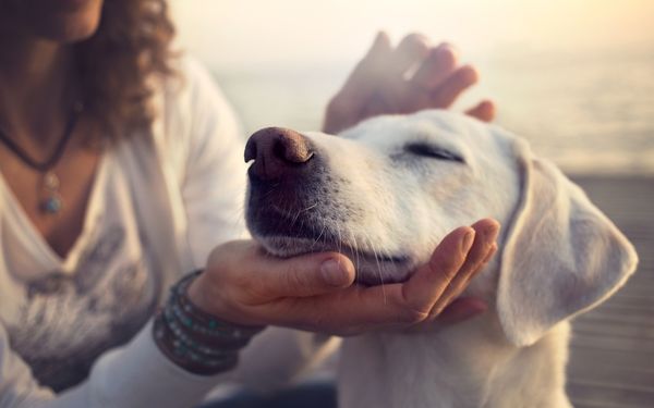 A person gently petting a white dog's head 