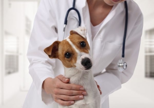 A veterinarian in a white coat wearing a stethoscope holds a small white and tan dog.
