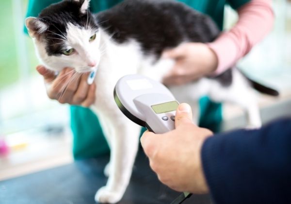 A black and white cat is being scanned with a microchip reader 