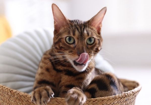 A brown tabby cat with green eyes is sitting in a woven basket and licking its nose