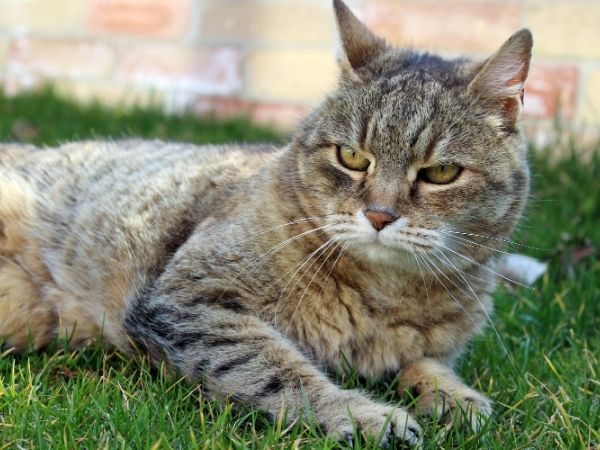A tabby cat with yellow eyes lies on green grass