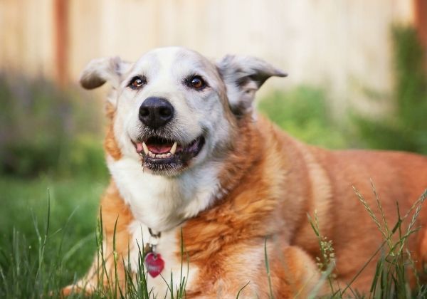 A tan and white dog with graying fur around its face lies in green grass, panting with its tongue out