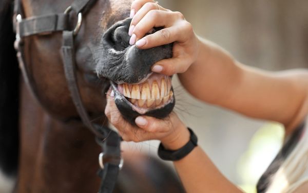 A person's hands hold open a horse's mouth to reveal its teeth.