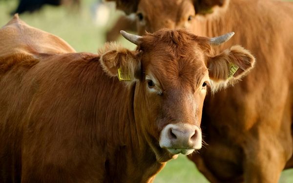 Two brown cows stand in a grassy field