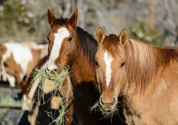 Two horses with white markings on their faces, eating hay